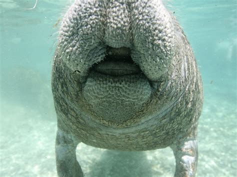 AQUAVISION MANATEE TOURS (2026) All You Need to Know BEFORE You Go ...