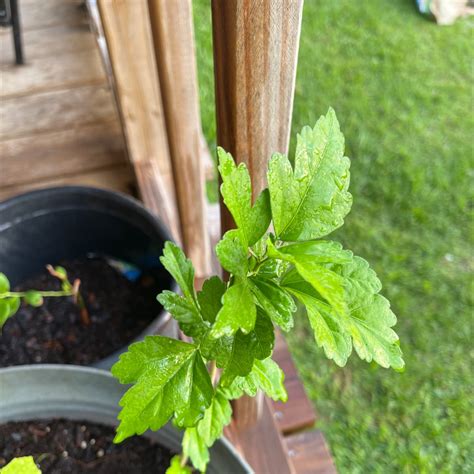 Image result for Root Rot Hibiscus