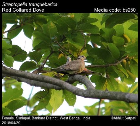 Streptopelia tranquebarica (Hermann, 1804) - Red Collared Dove | Birds