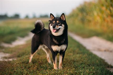 Shiba Inu Dog Breed Health and Care | PetMD