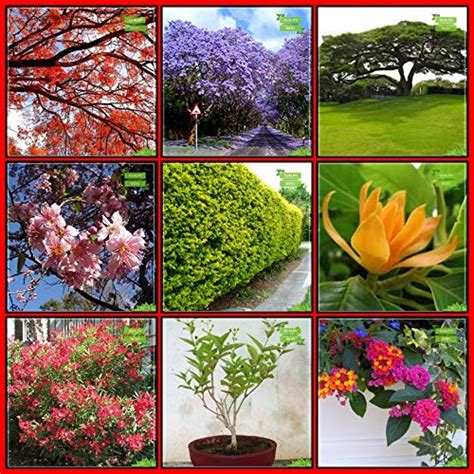 Creative Farmer Plant Seed Combo Tree Seeds : Jacaranda Mimosafolia ...