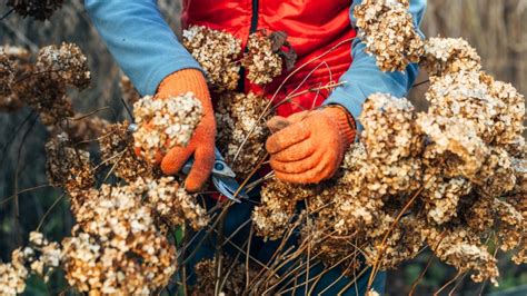 Image result for Pruning Hydrangea Standard Tree Fall