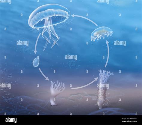 Box Jellyfish Asexual Reproduction at Betty Mcclusky blog
