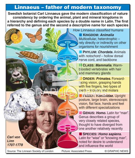 Image result for Carolus Linnaeus Classification System