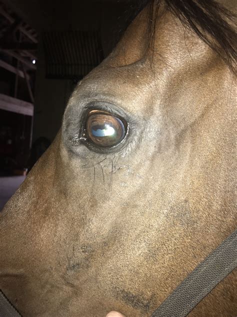 Corpora Nigra-cystic? - Hunter/Jumper - Chronicle Forums