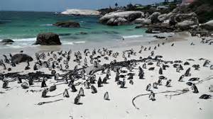 Image result for Count and Say Python Code Coding Ninja Solution