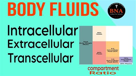 Image result for Transcellular Fluid Examples