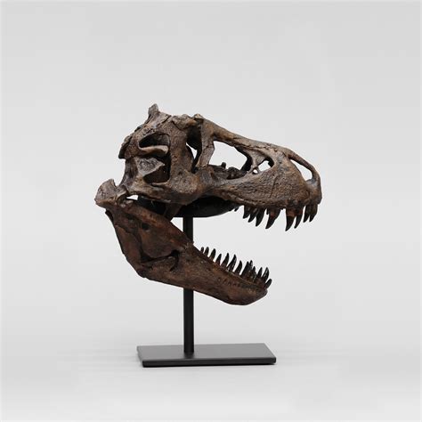 Tyrannosaurus Rex Skull - Bone Clones - Touch of Modern