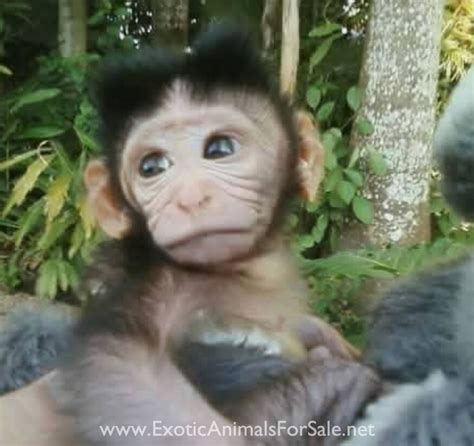 Image result for Baby Read Java Book