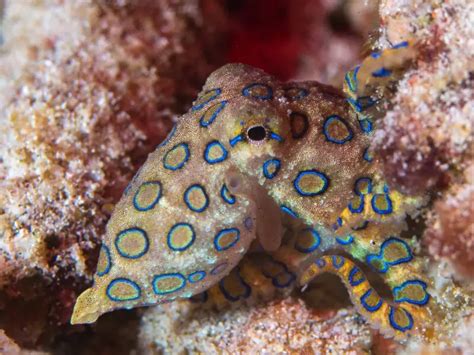 Image result for Blue-Ringed Octopus Size