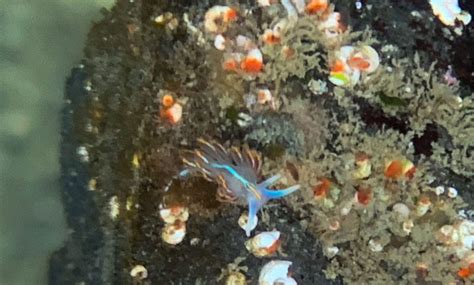 Tide Pools in Crescent City - Visit Del Norte County
