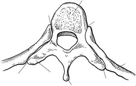 Middle Back 的图像结果