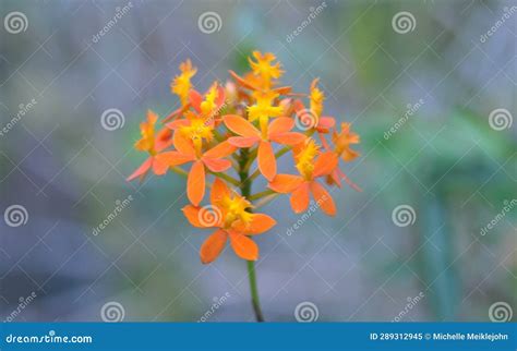 Orange Fire Star Orchid Flowers Stock Image - Image of orchid, radicans ...