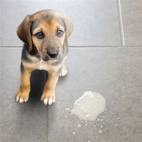 ANTIBIÓTICOS para INFECCIONES VETERINARIAS - Veterinario Online