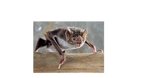Image result for Alien ID Philippines
