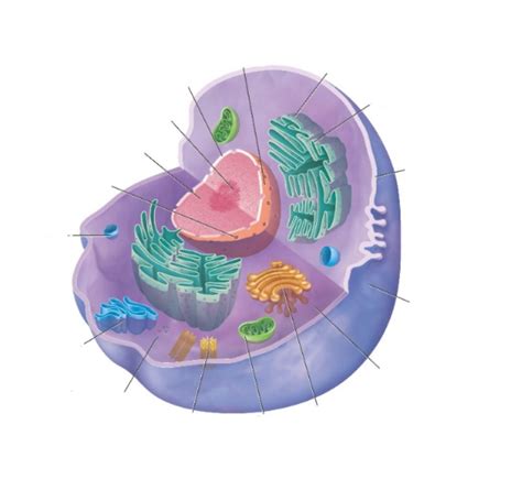 Generalized Cell Structure 的图像结果