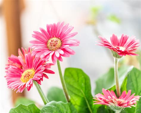 Imlíne Gerber Daisy Gerbera Daisy Care Guide: Growing Information,