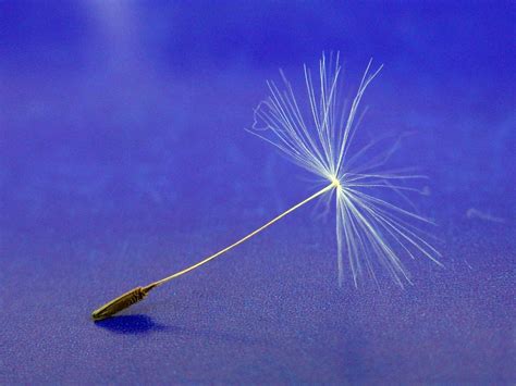 Image result for Small Spring Compressor Tool