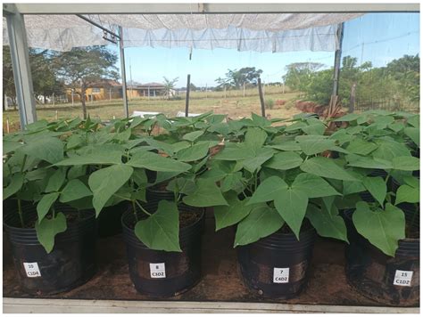 Performance of Machine Learning Models in Predicting Common Bean ...