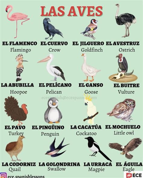Birds in Spanish - Illustrated Poster