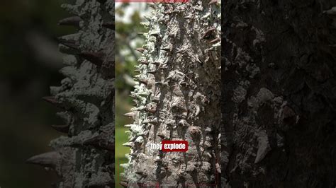 Image result for Sand Box Tree Pod Explosion