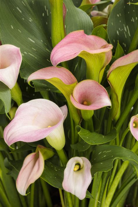 Pink Calla Lily