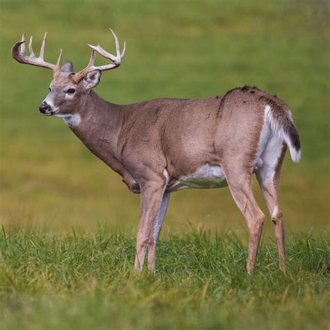 Interesting Facts About White-Tailed Deer | Updated In 2026