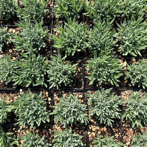 Lavandula angustifolia 'Hidcote' - English Lavender (3.5" Pot) | Little ...