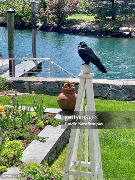 Image result for Crows Using Tools