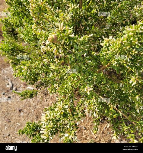 coyote brush (Baccharis pilularis Stock Photo - Alamy