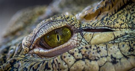 The Difference Between Amphibians and Reptiles - Allan's Pet Center