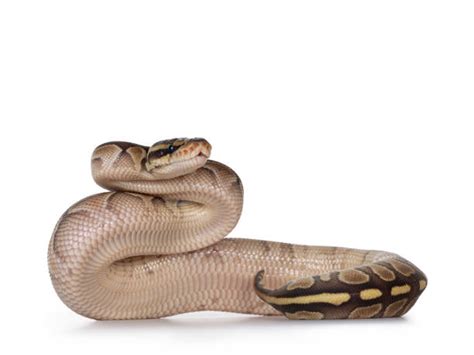 Image result for Green Ball Python