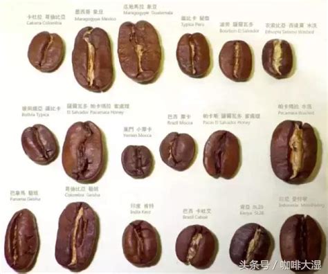 新手入门如何选购咖啡豆_哔哩哔哩_bilibili