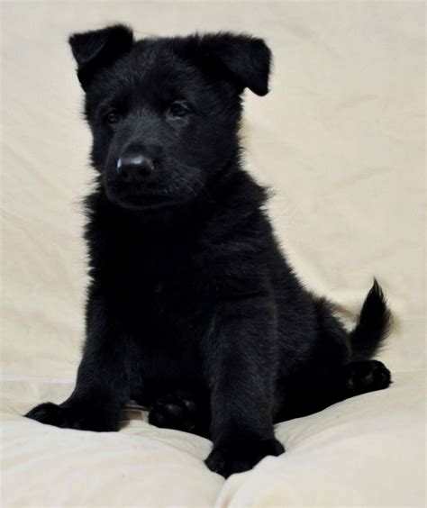 Albums 104+ Pictures Black German Shepherd With Tan Paws Sharp