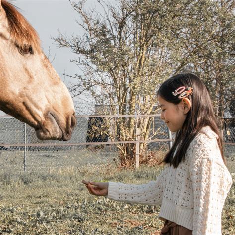 Rockahula Lucky Pony Clips 2pc – HWA | Horses with Attitude