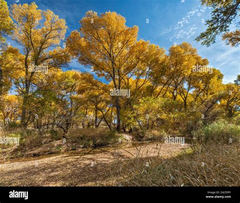 Fremont cottonwood tree riparian forest, over San Pedro River channel ...