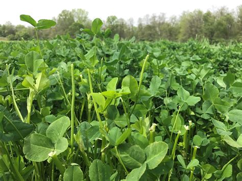 Pure Live Seed: Calculations and Considerations for Wildlife Food Plots ...