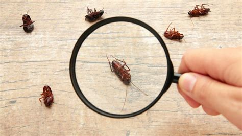 Image result for Bug Kitchen