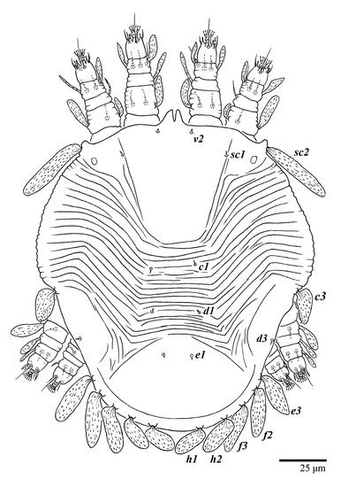 A New Species of Ultratenuipalpus (Acari: Tenuipalpidae) from Brazil ...