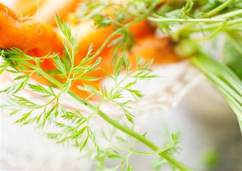 Can You Freeze Carrot Tops? - Freeze That Food