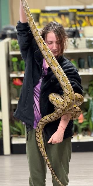 Image result for Super Dwarf Reticulated Python