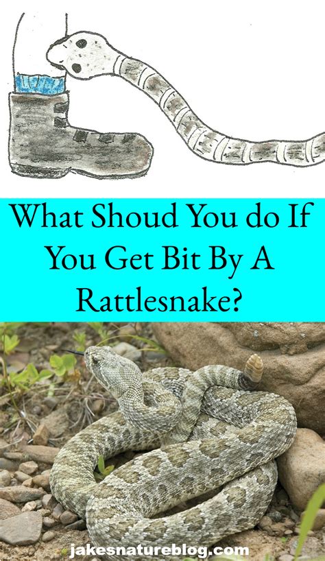 Rattlesnake Bite! What Should You Do? - Jake's Nature Blog