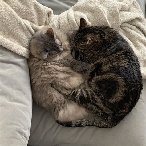 Job filled! - Pet Care Job in South Pasadena, CA | PetSitter.com