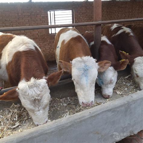 1000斤的西门塔尔小母牛的价格 云南省中转基地 自养自销 吉林四平 福成五丰-食品商务网