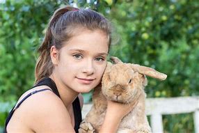 Image result for Holland Lop Cute