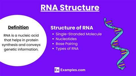 RNA Full Form 的图像结果