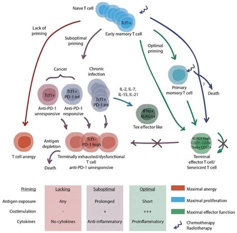 Knowns and Unknowns about CAR-T Cell Dysfunction