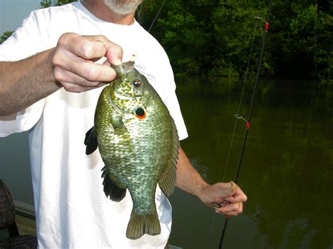 Image result for Shellcracker Fishing