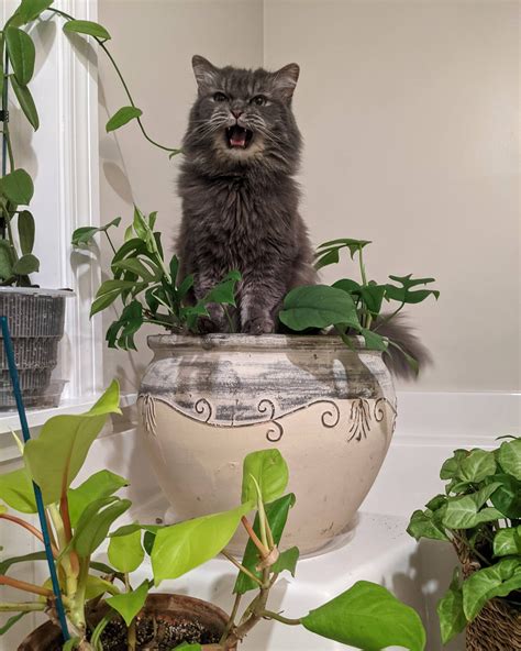 Feed me, Seymour! : houseplants