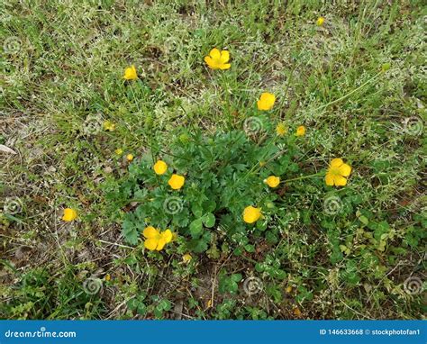 Grass With Yellow Flowers